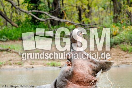 Flusspferd (82 von 104).jpg